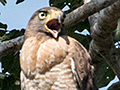 Roadside Hawk, Piuval Lodge, Brazil