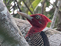 Robust Woodpecker, Iguaz National Park, Argentina