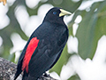 Red-rumped Cacique, Parque Nacional do Itatiaia, Brazil