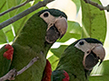 Red-shouldered Macaw, Pousada Currupira das Araras, Brazil