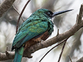 Rufous-tailed Jacamar, Hotel Pantanal Norte, Porto Jofre, Brazil