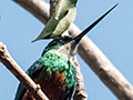 Rufous-tailed Jacamar, Piuval Lodge, Brazil