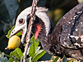 Red-throated Piping-Guan, Rio Negro Oxbow, Porto Jofre, Brazil