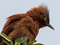 Rufous Cacholate (Gray-crested Cacholate), Hotel Pantanal Norte, Porto Jofre, Brazil