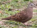 Ruddy Ground-Dove, Hotel Pantanal Norte, Porto Jofre, Brazil