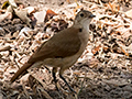 Rufous Hornero, Piuval Lodge, Brazil