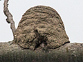 Rufous Hornero Nests in Brazil