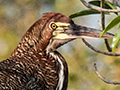 Rufescent Tiger-Heron, Piuval Lodge, Brazil