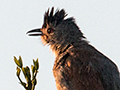 Rufous-winged Antshrike, gua Fria Dirt Road, Brazil