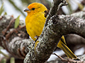 Saffron Finch, Hotel do Ype,  Parque Nacional do Itatiaia, Brazil