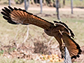 Savanna Hawk, Piuval Lodge, Brazil