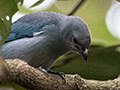 Sayaca Tanager, Foz do Iguau, Brazil