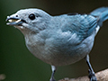 Sayaca Tanager, Jardin de los Picaflores, Puerto Iguaz, Argentina