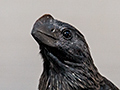 Smooth-billed Ani, Piuval Lodge, Brazil