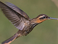 Saw-billed Hermit, Ubatuba, Brazil