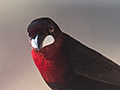 Silver-beaked Tanager, Rest Stop, Transpantaneira Highway, Brazil