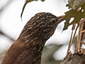 Straight-billed Woodcreeper, Hotel Pantanal Norte, Porto Jofre, Brazil