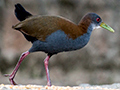 Slaty-breasted Wood-Rail, Hotel do Ype, Itatiaia NP, Brazil