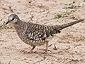 Scaled Dove, Hotel Pantanal Norte, Porto Jofre, Brazil