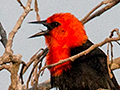 Scarlet-headed Blackbird, Transpantaneira Highway, Brazil