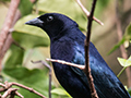 Shiny Cowbird, Jardin de los Picaflores, Puerto Iguaz, Argentina