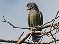 Scaly-headed Parrot, Iguaz National Park, Argentina