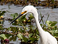 Snowy Egret, Hotel Pantanal Norte, Porto Jofre, Brazil