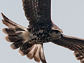 Snail Kite, Piuval Lodge, Brazil