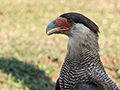 Southern Caracara, Piuval Lodge, Brazil