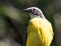 Social Flycatcher, en route Angelim Rainforest to Ubatuba, Brazil