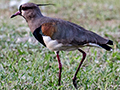 Southern Lapwing, Orquideas Hotel, Puerto Iguaz, Argentina