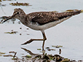 Solitary Sandpiper, Hotel Pantanal Norte, Porto Jofre, Brazil