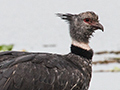 Southern Screamer, Hotel Pantanal Norte, Porto Jofre, Brazil