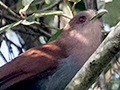 Squirrel Cuckoo, Iguaz National Park, Argentina