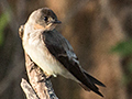 Southern Rough-winged Swallow, Cuiab River, Porto Jofre, Brazil