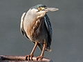 Striated Heron, Pousada Currupira das Araras, Brazil