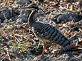 Sunbittern, Transpantaneira Highway, Brazil