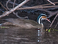 Sungrebe, Pixiam River, Brazil