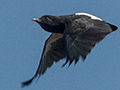 Swallow-winged Puffbird, Pousada Jardim da Amazonia, Brazil