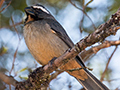 Thick-billed Saltator, Agulhas Negras Road, Itatiaia NP, Brazil