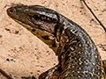 Tegu Lizard, Pousada Jardim da Amazonia, Brazil