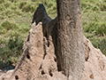 Termite Mound, Piuval Lodge, Brazil