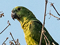 Turquoise-fronted Parrot (Blue-fronted Parrot), Piuval Lodge, Brazil