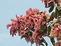 Flowering Brazilian Tree, Hotel Pantanal Norte, Porto Jofre, Brazil