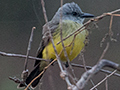 Tropical Kingbird, Pantanal Mato Grosso Lodge, Brazil