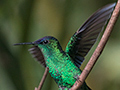 Violet-capped Woodnymph, Ubatuba, Brazil