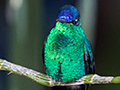 Violet-capped Woodnymph, Jardin de los Picaflores, Puerto Iguaz, Argentina