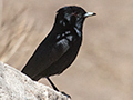 Velvety Black-Tyrant, Agulhas Negras Road, Itatiaia NP, Brazil