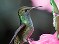 Versicolored Emerald, Jardin de los Picaflores, Puerto Iguaz, Argentina