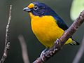 Violaceous Euphonia, Ubatuba, Brazil